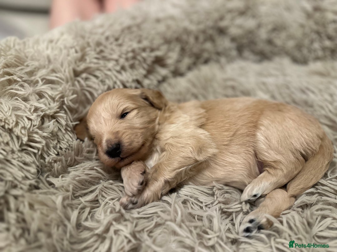 Mixed Breed dogs for sale: Australian double doodles  - Advert 10