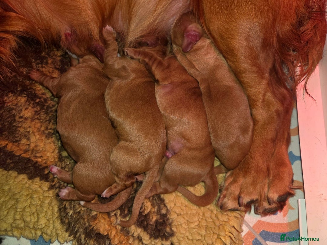Cocker Spaniel dogs for sale: Stunning KC reg red working cocker pups - Advert 5