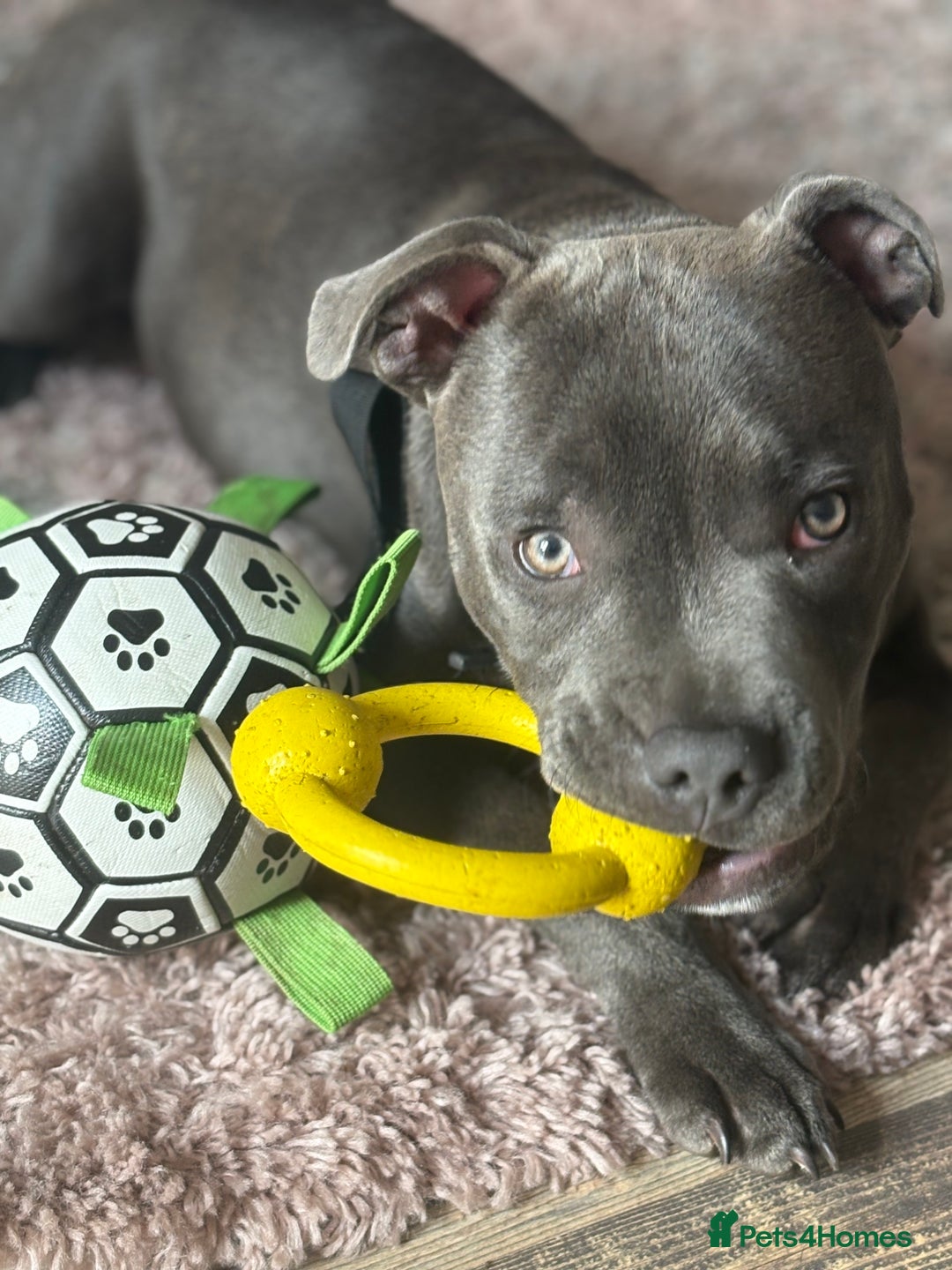 Staffordshire Bull Terrier dogs for sale: 9 month old koda  - Image 7