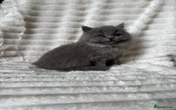 British Shorthair cats for sale: OUTSTANDING GCCF + HEALTH TESTED BSH + BLH KITTENS - Image 25