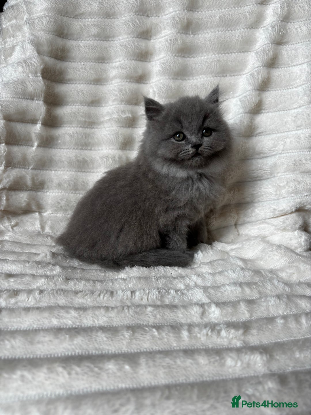 British Shorthair cats for sale: OUTSTANDING GCCF + HEALTH TESTED BSH + BLH KITTENS - Image 25