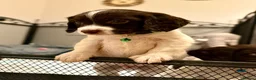 Cocker Spaniel dogs for sale: Cocker spaniel puppies ready for forever home - Advert 6