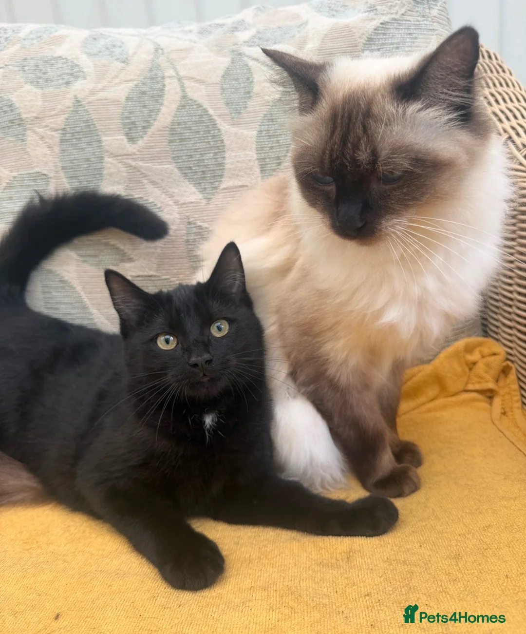 Mixed Breed cats for sale: Ragdoll mixed kitten  - Advert 1