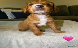 Cocker Spaniel dogs for sale: Cocker Spaniel Puppies  - Advert 2