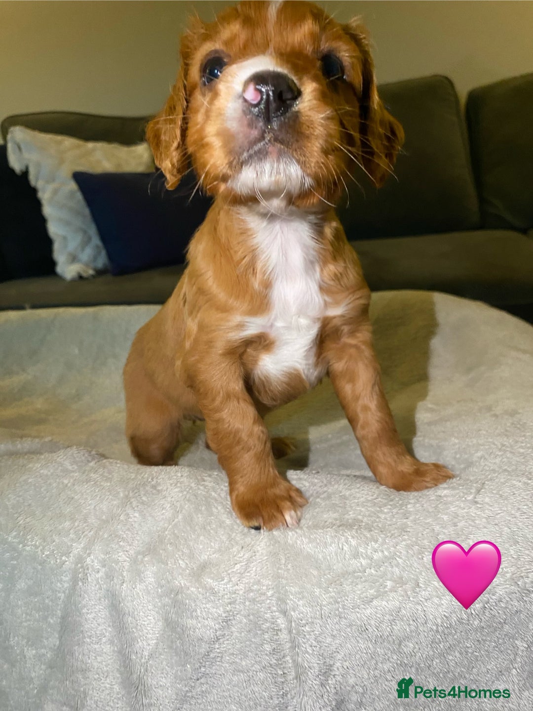 Cocker Spaniel dogs for sale: Cocker Spaniel Puppies  - Advert 2