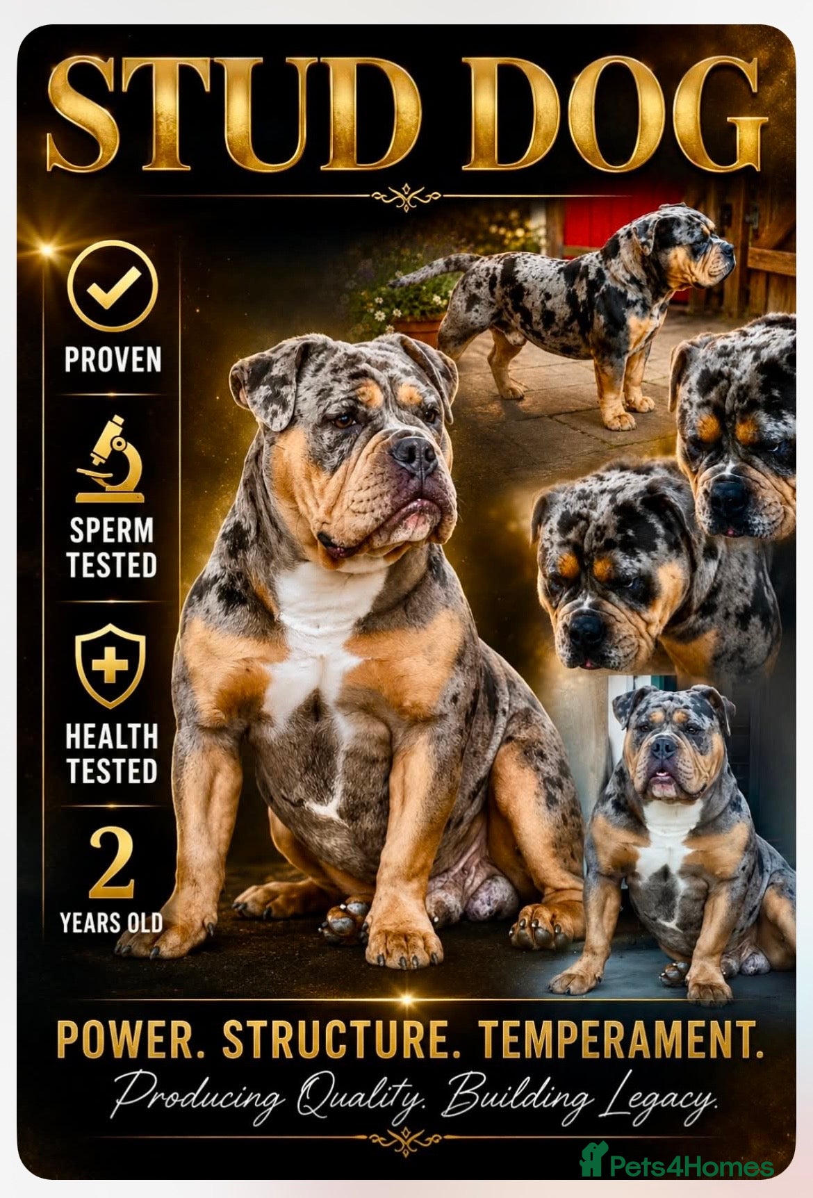 Olde English Bulldogge dogs Dobby blue merle - Advert 3