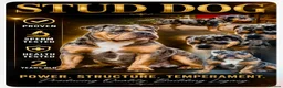 Olde English Bulldogge dogs for stud: Dobby blue merle - Advert 1