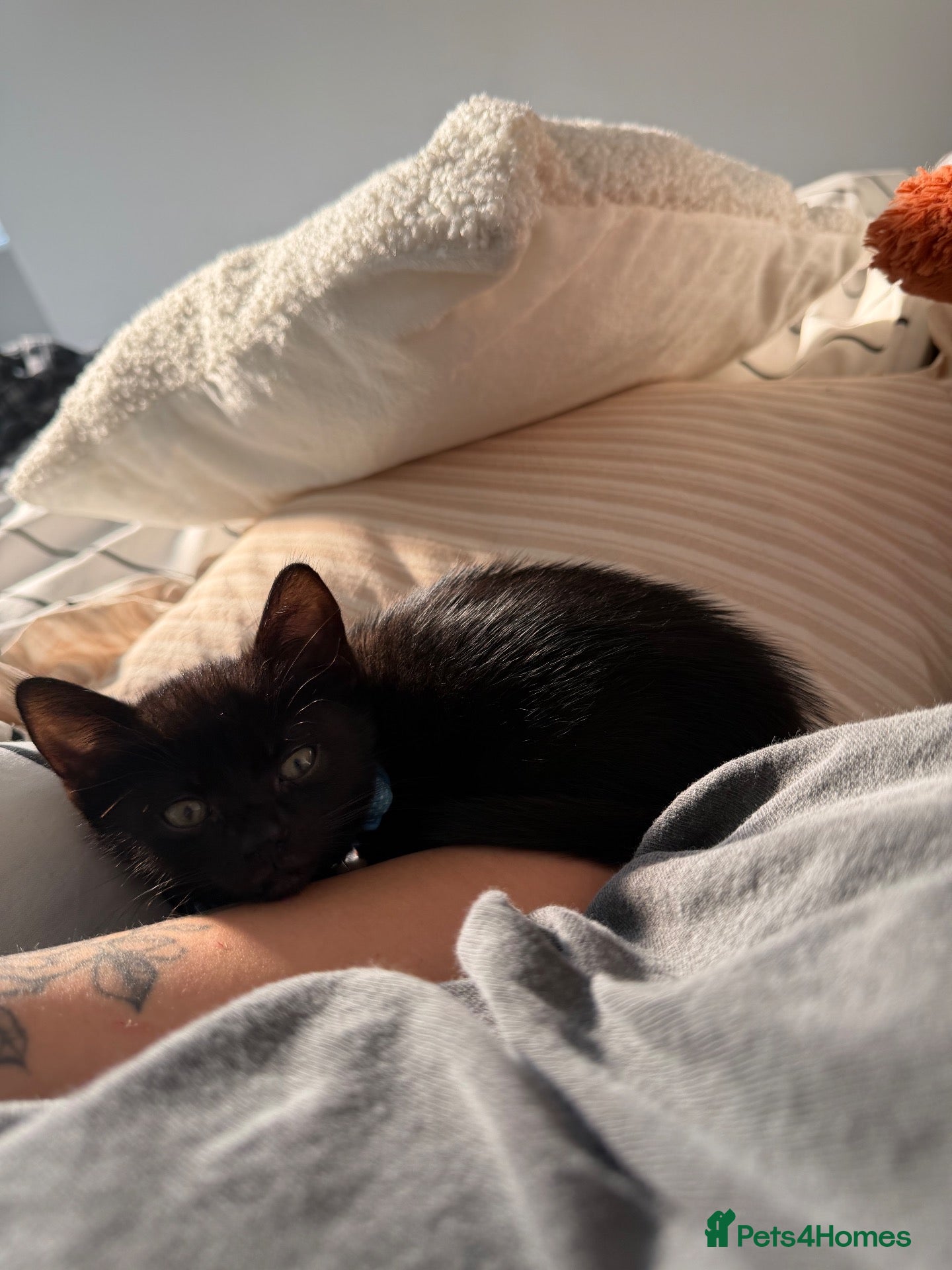 Mixed Breed cats Beautiful male kitten - Advert 1