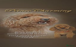 Cockapoo dogs for sale: cockerpoo puppies  - Image 14
