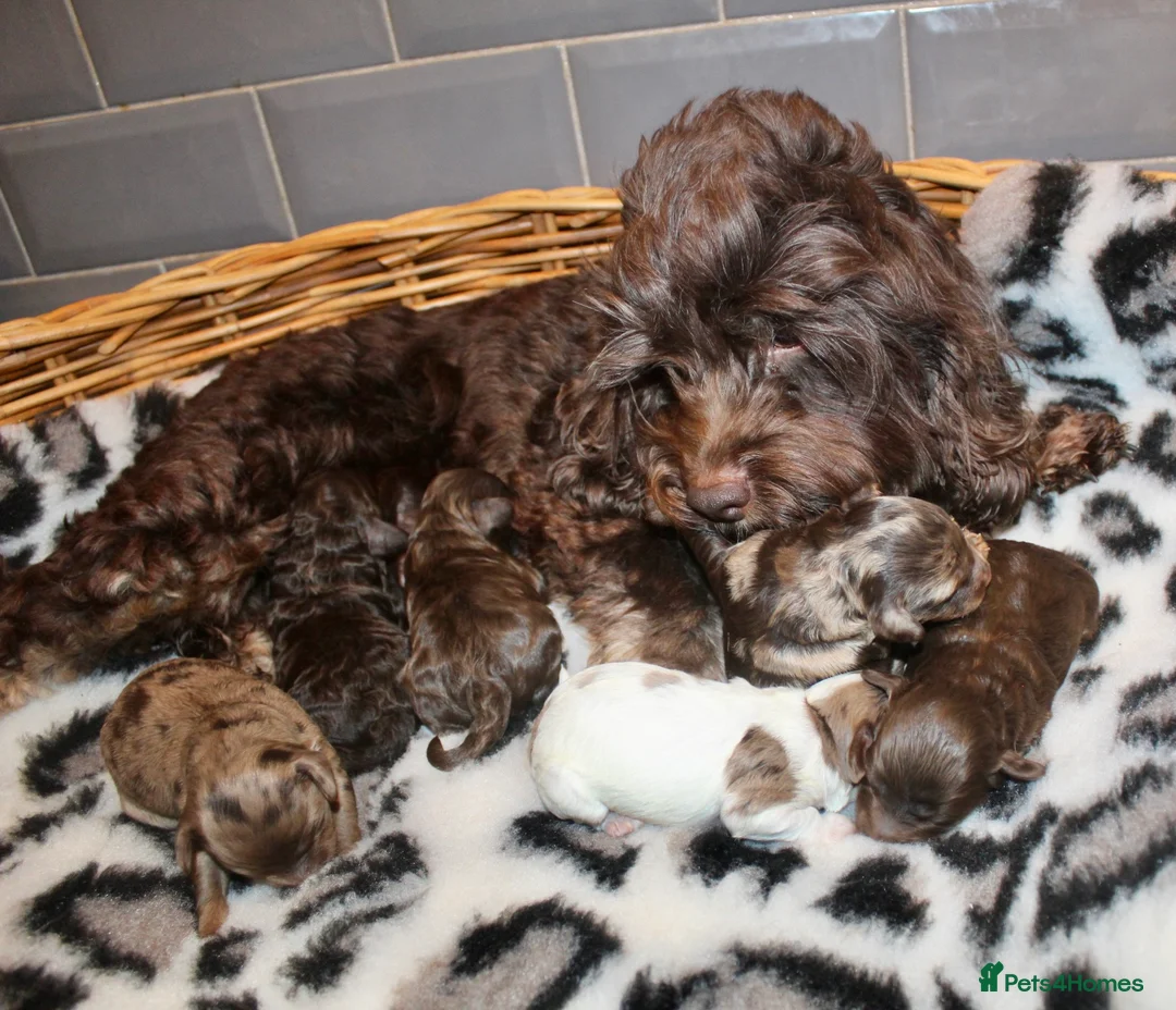 Cockapoo dogs for sale: Exceptional health tested American Cockapoos - Advert 1