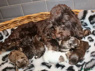 Cockapoo dogs Exceptional health tested American Cockapoos - Advert 6