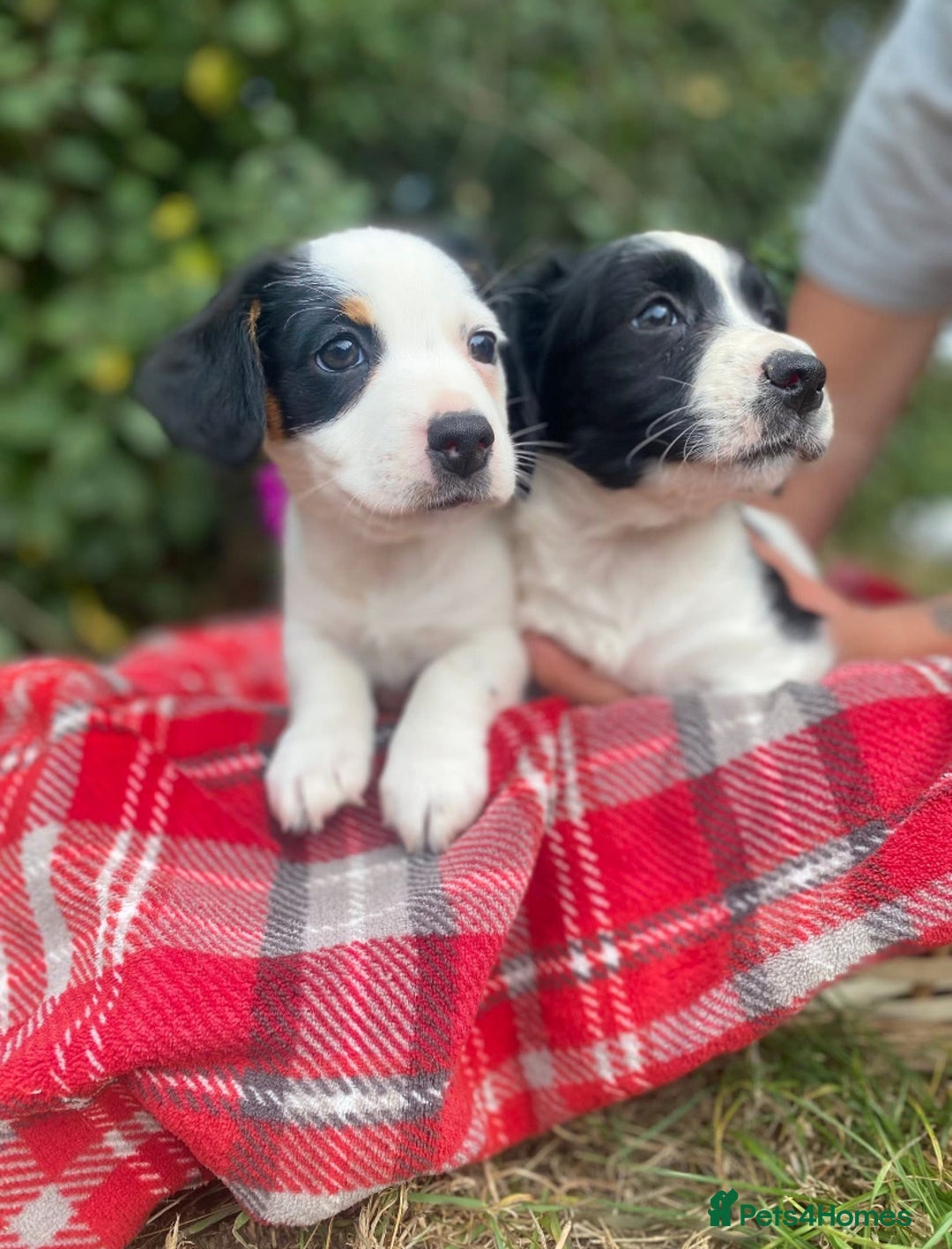 Mixed Breed dogs for sale: Very cute Cocker/jack pups - Image 2