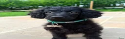 Miniature Poodle dogs for sale: Gordon in Sheffield - Advert 2