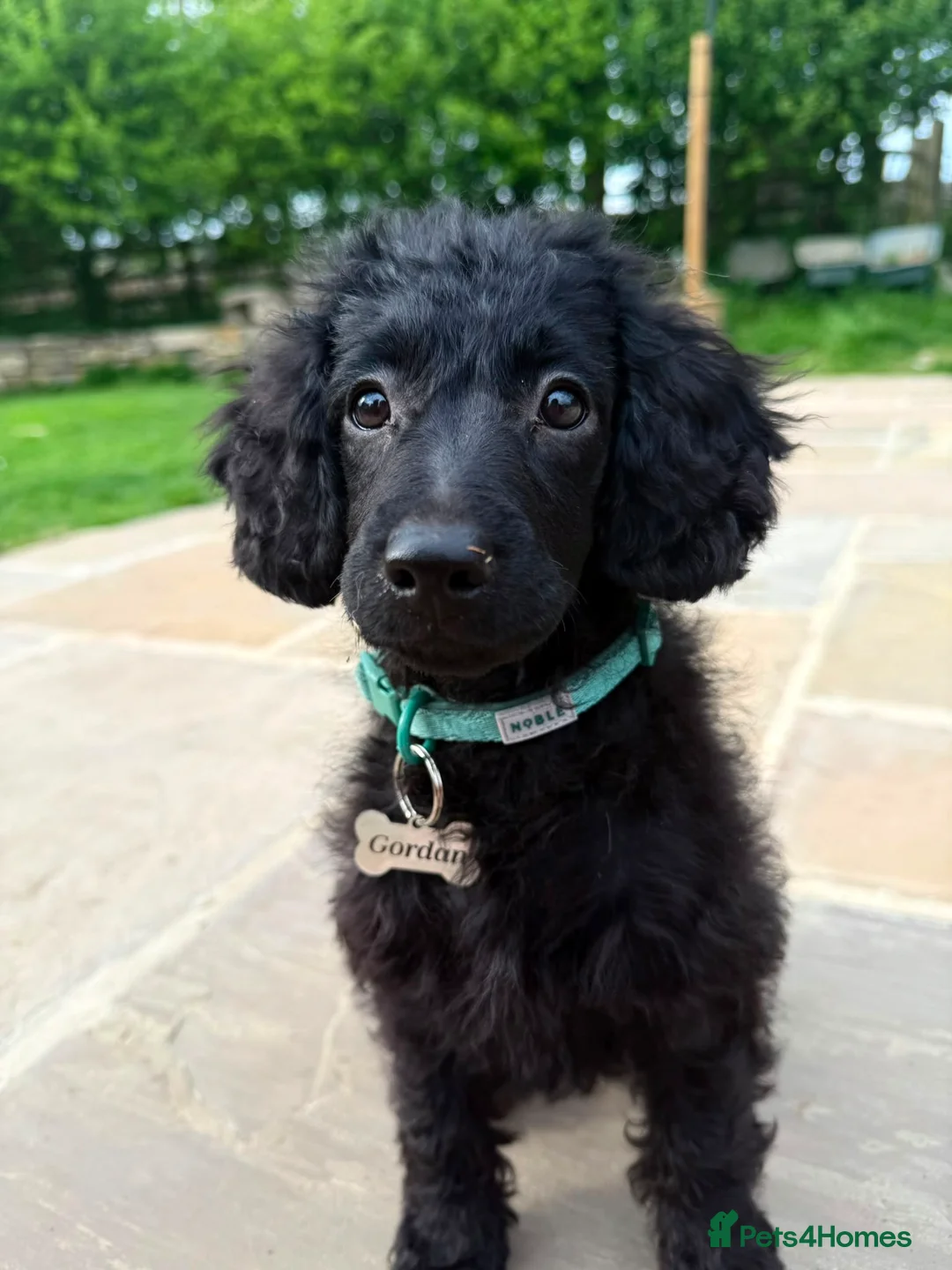 Miniature Poodle dogs for sale: Gordon in Sheffield - Advert 2