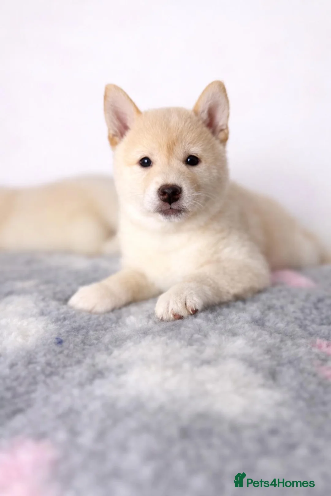 Japanese Shiba Inu dogs for sale: Japanese Shiba Inu Puppies Looking for Family Home - Advert 2