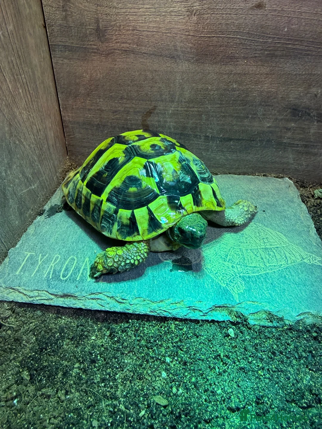 Hermann Tortoise reptiles for sale: Hermann Tortoise For Sale- Loving Home Wanted  in Walton-on-Thames - Advert 2