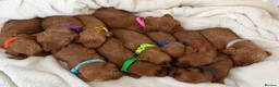 Cockapoo dogs for sale: Health Clear Cockapoo Puppies in Sunderland - Advert 4