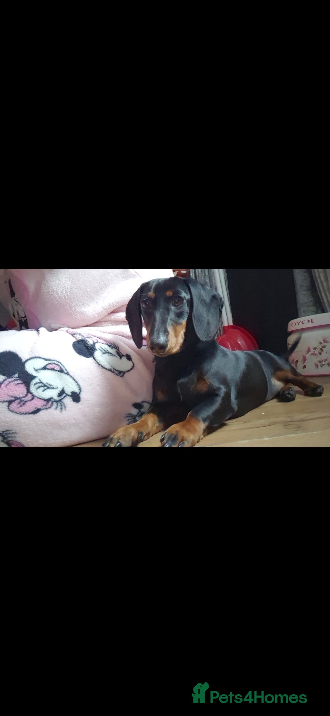 Dachshund dogs Dachshund girl - Advert 2