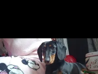 Dachshund dogs Dachshund girl - Advert 1