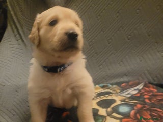Golden Retriever dogs Beautiful golden retriever puppies - Advert 1
