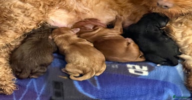 Cockapoo dogs in Northampton - Advert 2