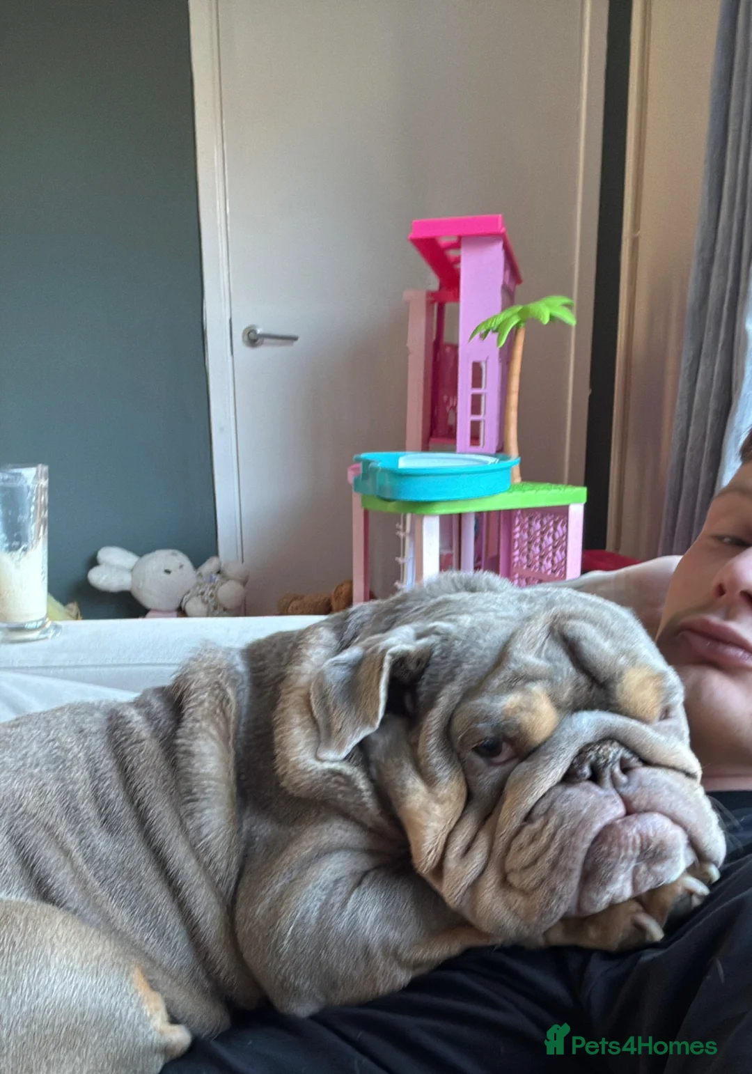 English Bulldog dogs for sale: 4 year old English bulldog - Advert 3