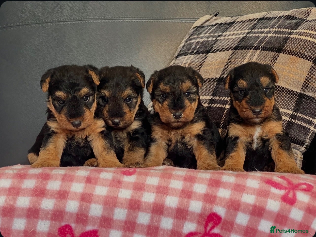 Welsh Terrier dogs STUNNING WELSH TERRIER PUPPIES AVAILABLE  - Advert 1