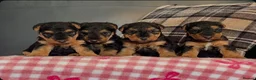 Welsh Terrier dogs for sale: STUNNING WELSH TERRIER PUPPIES AVAILABLE  - Advert 1