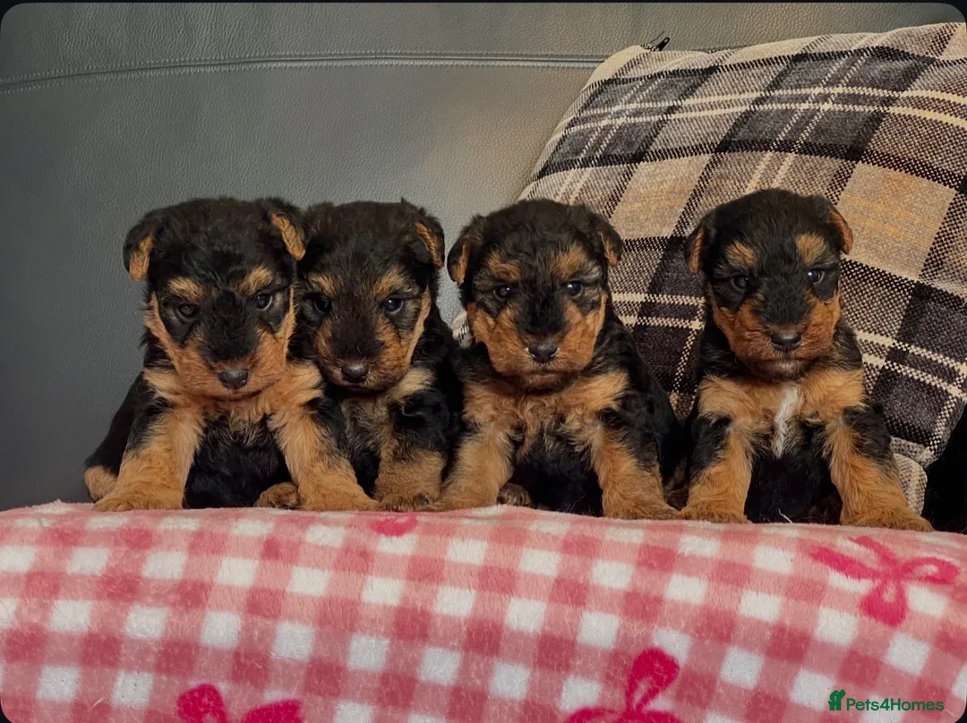 Welsh Terrier dogs for sale: STUNNING WELSH TERRIER PUPPIES AVAILABLE  - Advert 1