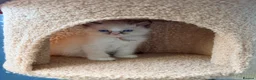 Ragdoll cats for sale: 3 tica reg ragdolls  - Advert 5