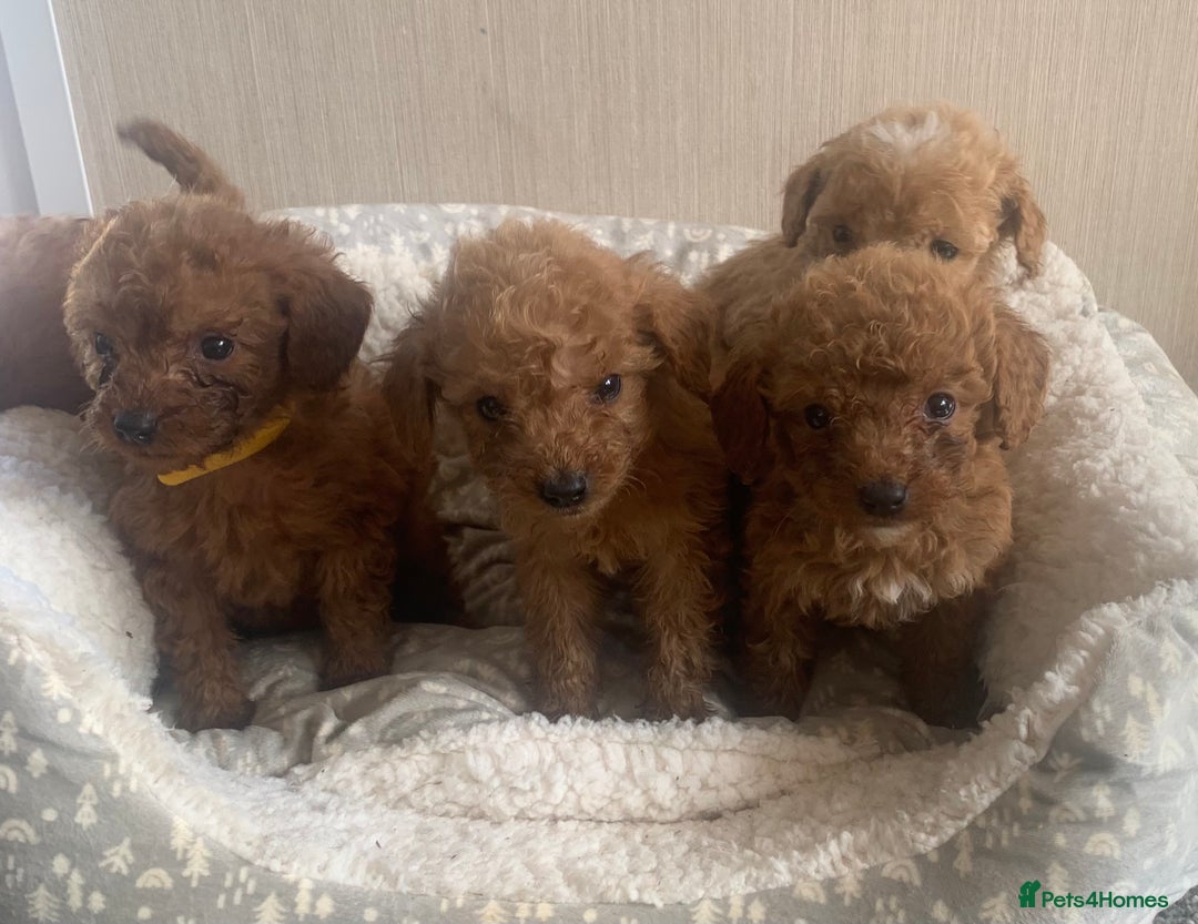 Cockapoo dogs for sale: F1B Red Cockapoo Puppies Available Now - Image 1