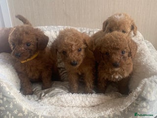 Cockapoo dogs - Advert 10