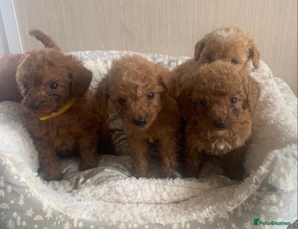 Cockapoo dogs - Advert 15