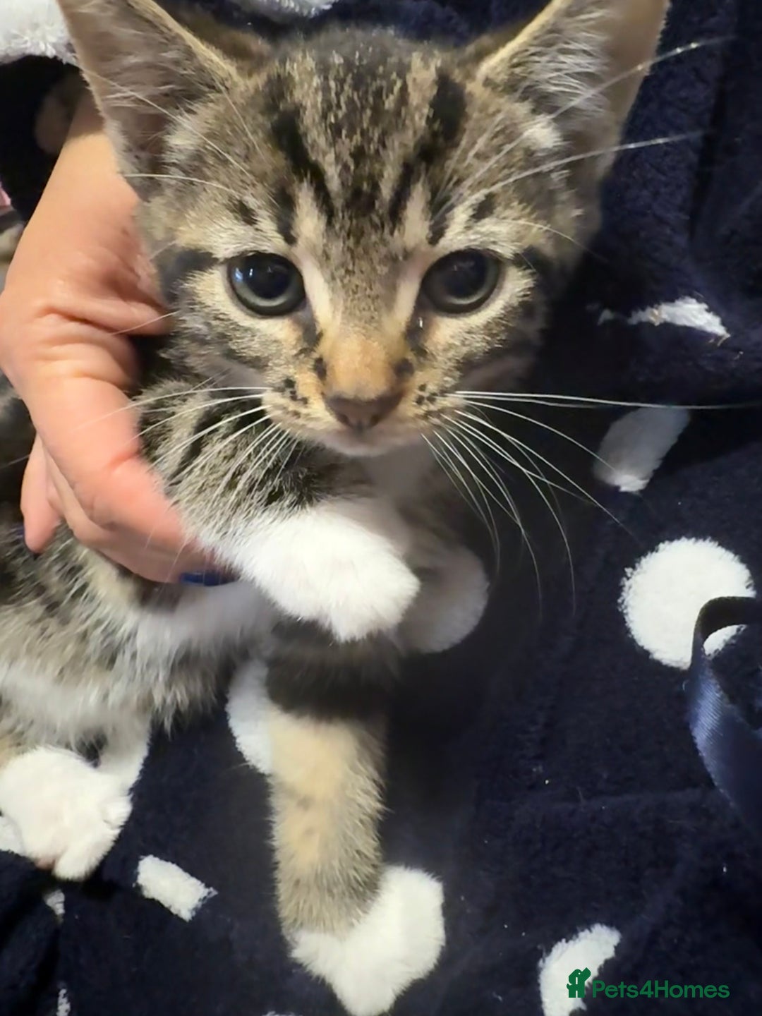 Mixed Breed cats for sale: 4 tabby kittens  - Image 8