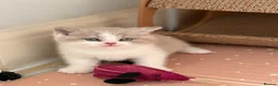 British Shorthair cats for sale: Adorable TICA Registered BSH Kittens  - Advert 8
