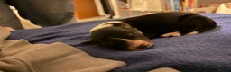 Border Collie dogs for sale: Health tested border collie puppies  - Advert 5