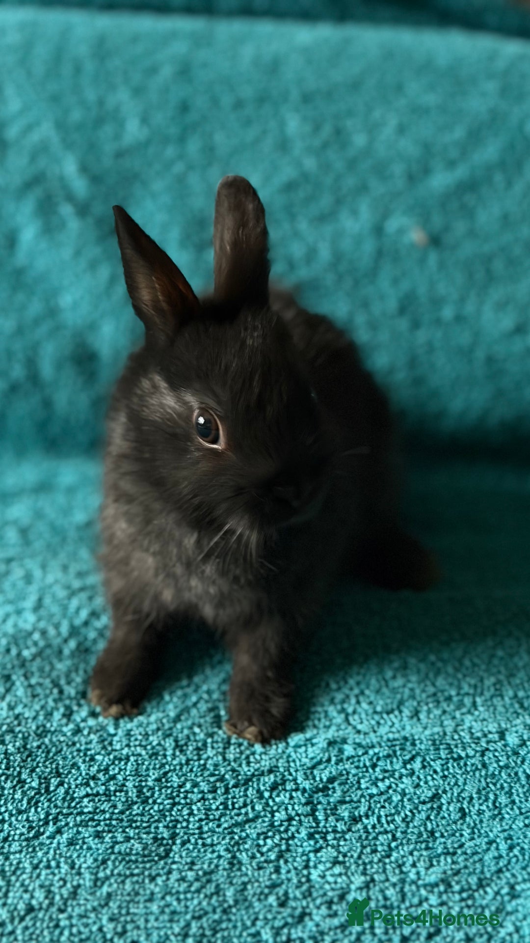 Netherland Dwarf rabbits for sale: Netherland Dwarf - Advert 2