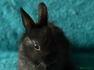 Netherland Dwarf rabbits Netherland Dwarf - Advert 8