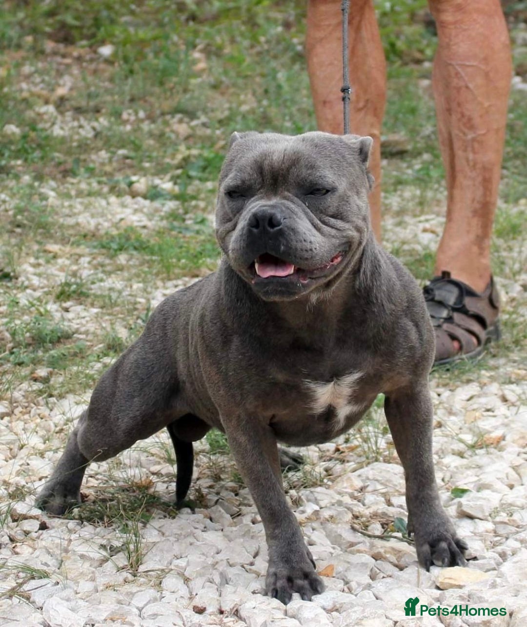 Staffordshire Bull Terrier dogs for sale: Beautiful little of 4 pups 2 girls 2 boys - Advert 9