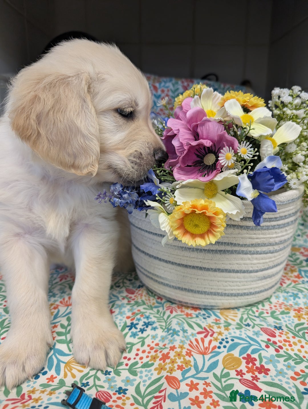 Golden Retriever dogs for sale:  KC Registered Golden Retriever Puppies.  - Image 3