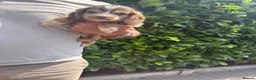 Cockapoo dogs for sale: Stunning cockapoo puppies - Advert 5