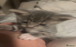 Mixed Breed cats for sale: Half ragdoll girl kittens ready now  - Image 8