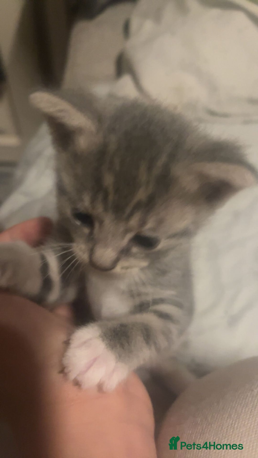 Mixed Breed cats for sale: Half ragdoll girl kittens ready now  - Image 8