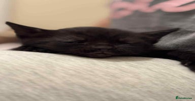 Mixed Breed cats - Advert 9