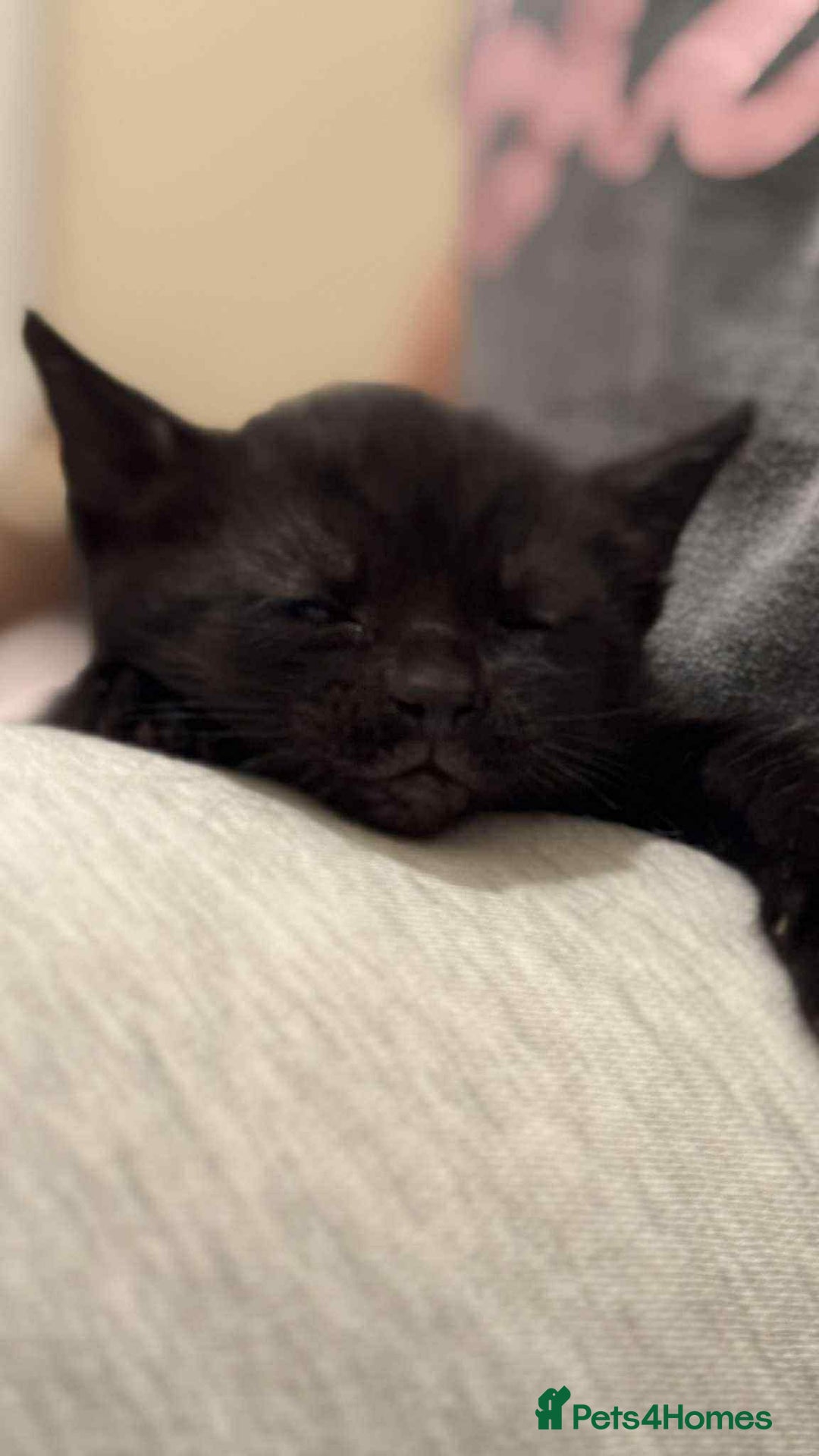 Mixed Breed cats for sale: ** ready to leave now 9 wks , 2 beautiful girls ** - Image 4