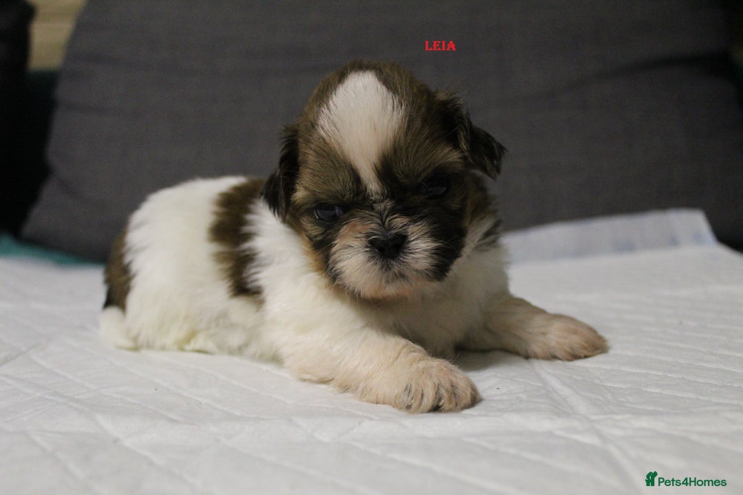 Shih Tzu dogs for sale: LOVELY SHIH TZU PUPPIES  - Image 7