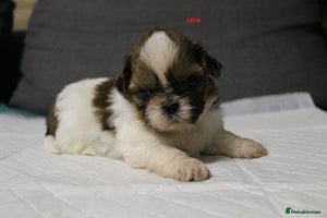 Shih Tzu dogs - Advert 4