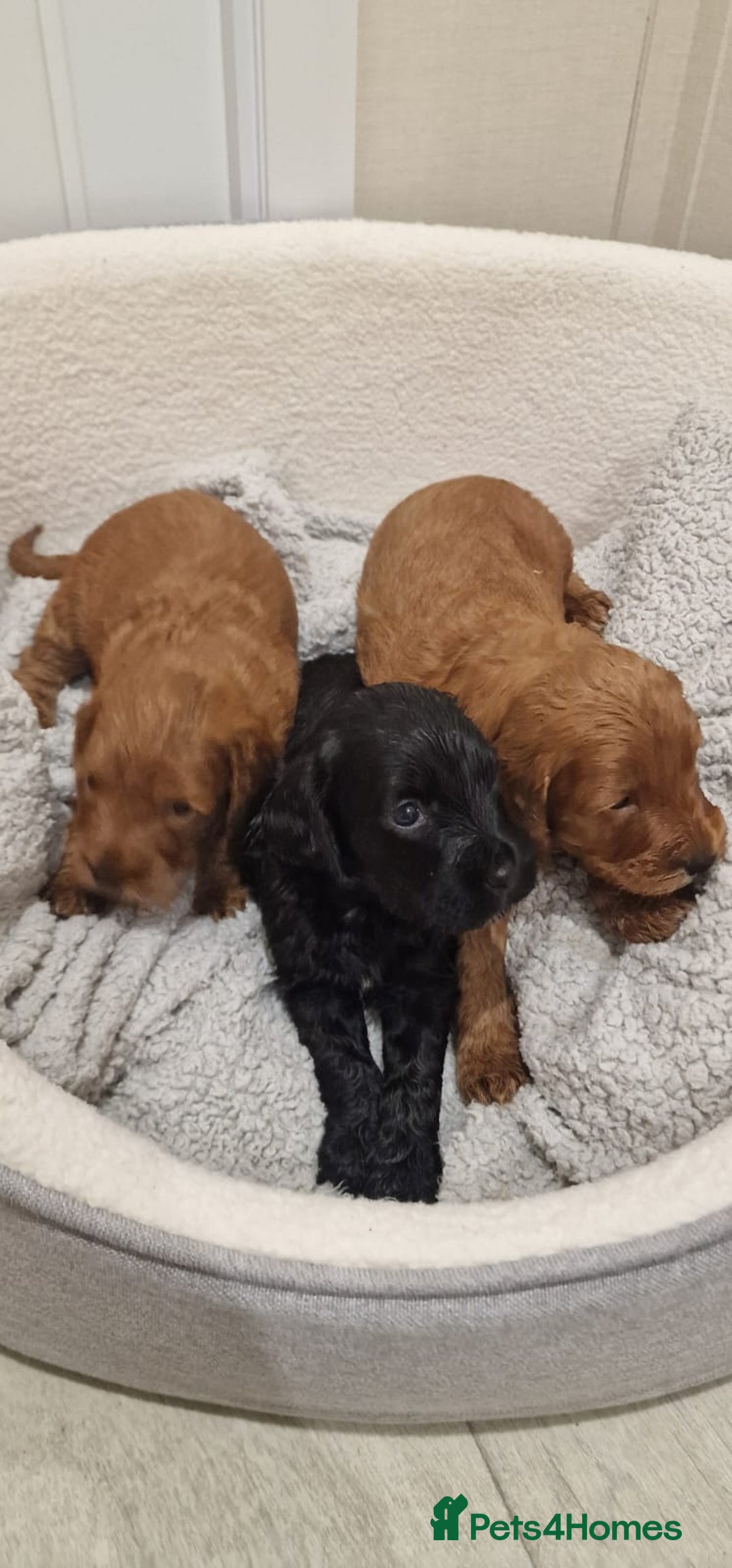 Cockapoo dogs for sale: F1 cavapoo  - Advert 3