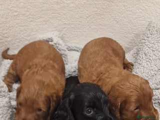 Cockapoo dogs F1 cavapoo - Advert 5