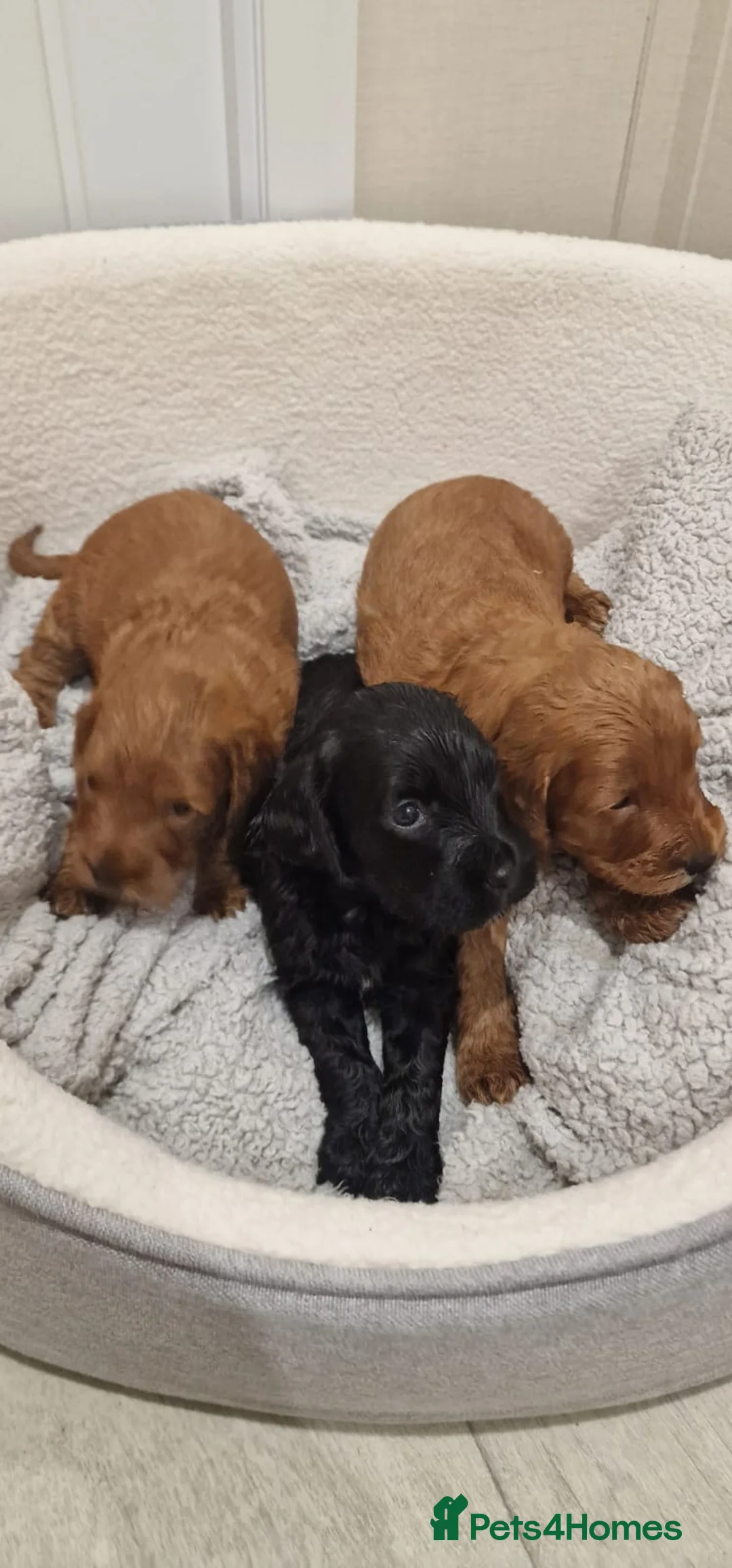 Cockapoo dogs for sale: F1 cockapoo  ready now - Advert 2